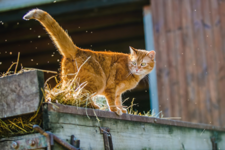 The Benefits of Barn Cats: Your Homestead's Purrrfect Predator Image